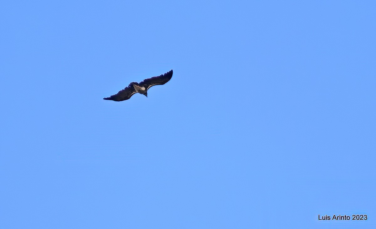 sup ušatý - ML644320208