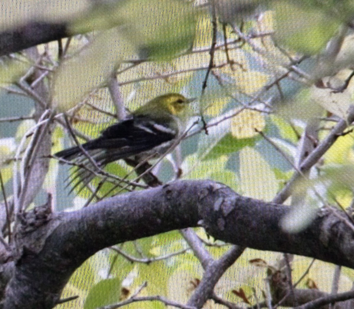 ノドグロミドリアメリカムシクイ - ML644320237