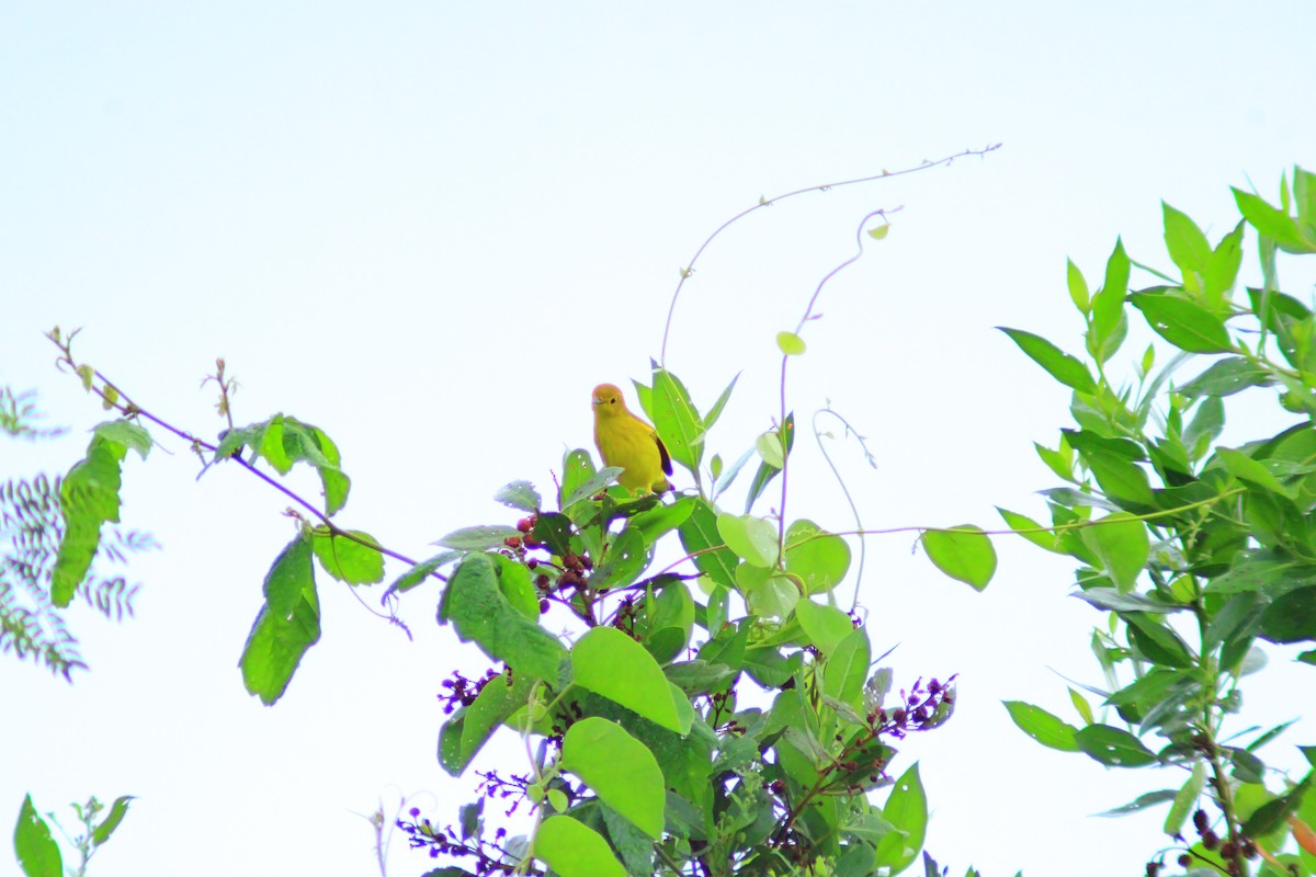 Northern/Mangrove Yellow Warbler - ML644320242