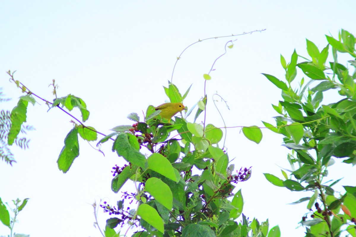 Northern/Mangrove Yellow Warbler - ML644320243