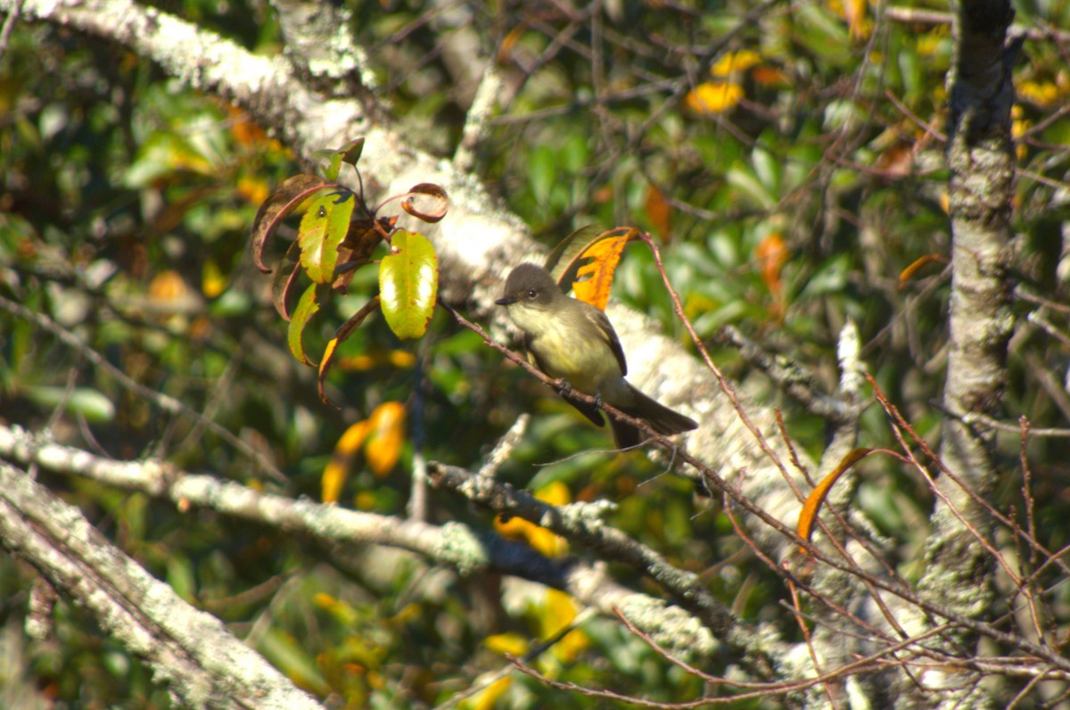 tyranovec domácí - ML644320245