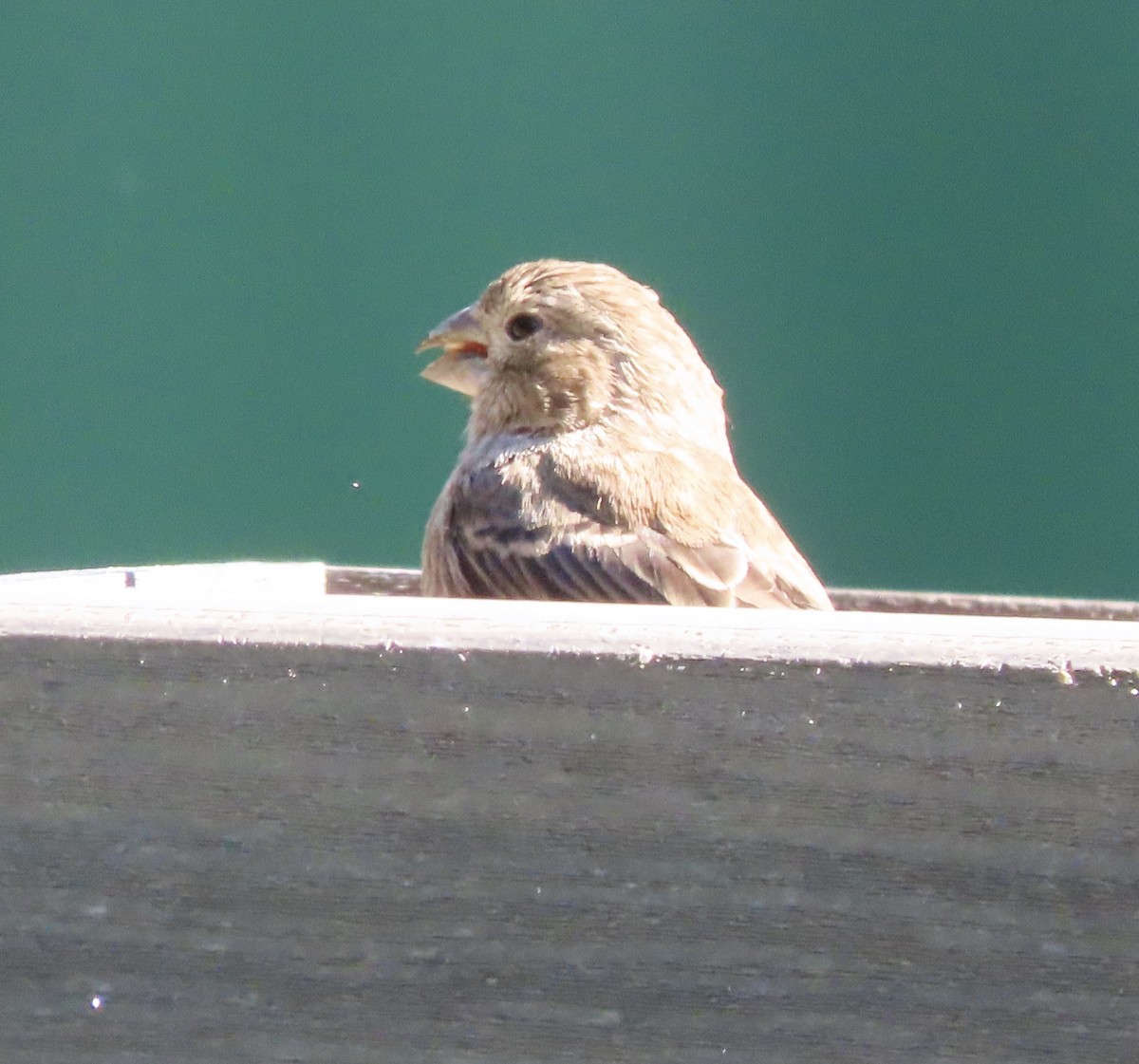 Camachuelo Mexicano - ML644320246