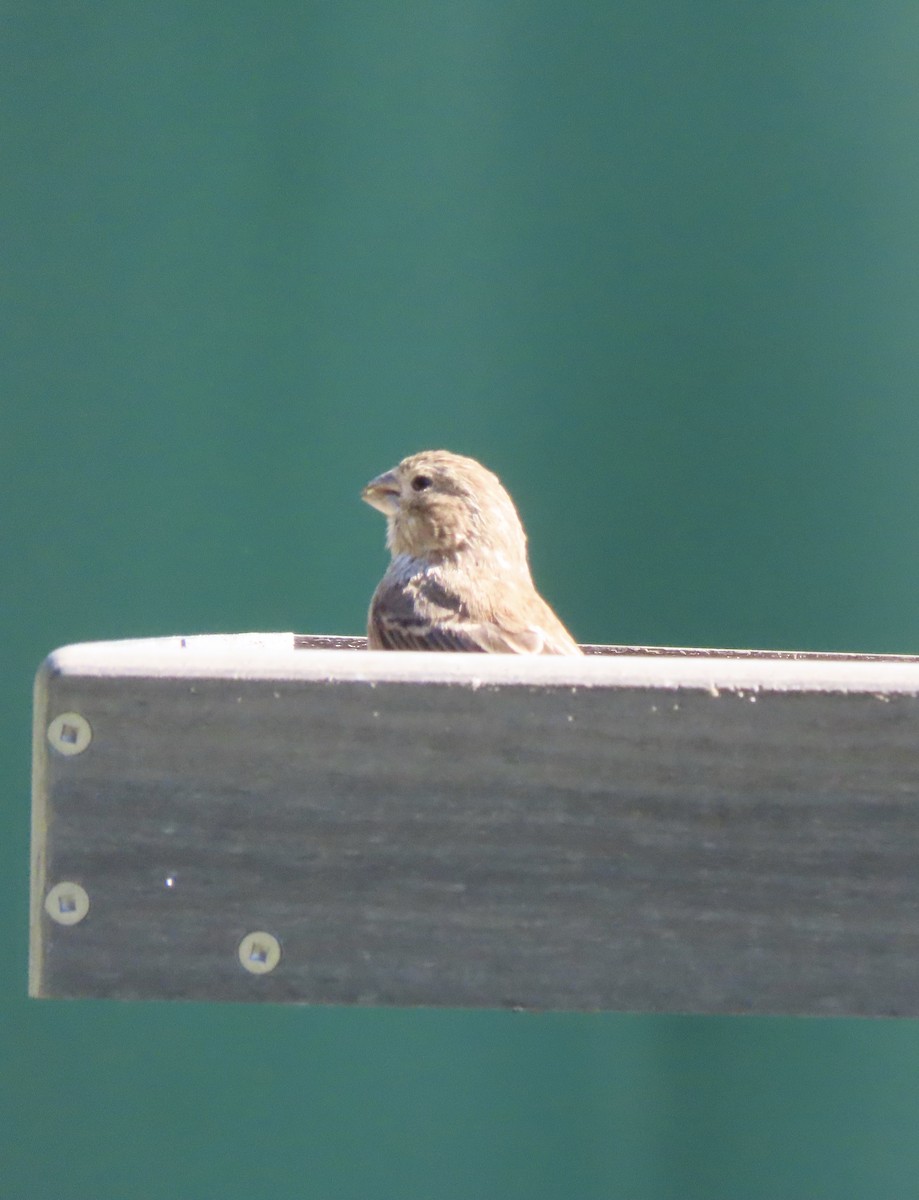 Camachuelo Mexicano - ML644320247