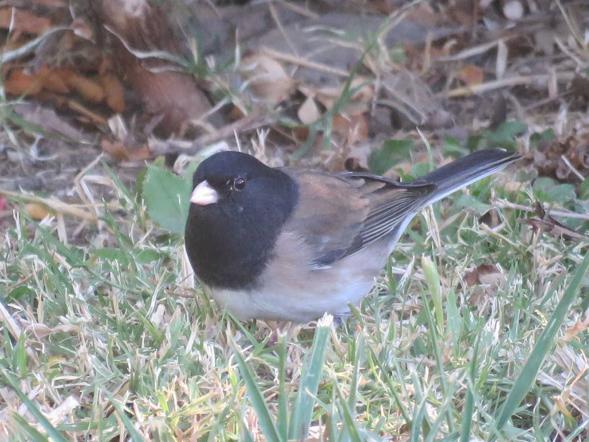 Winterammer - ML644320250