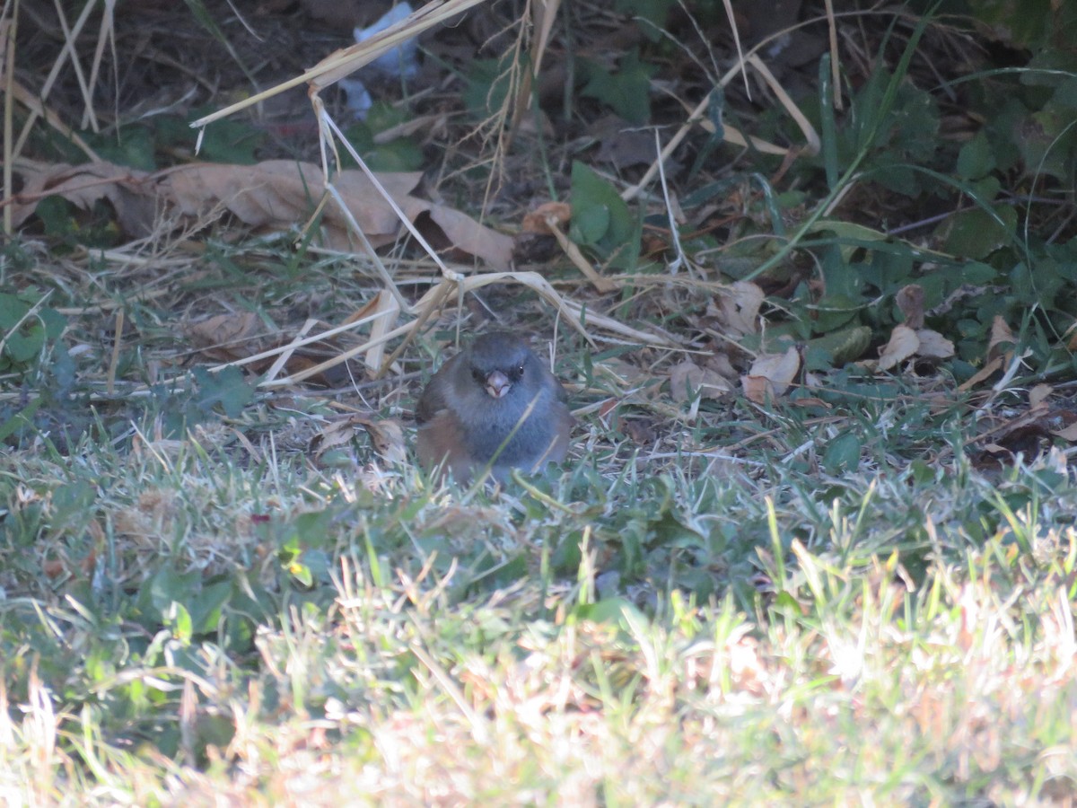 Winterammer - ML644320251