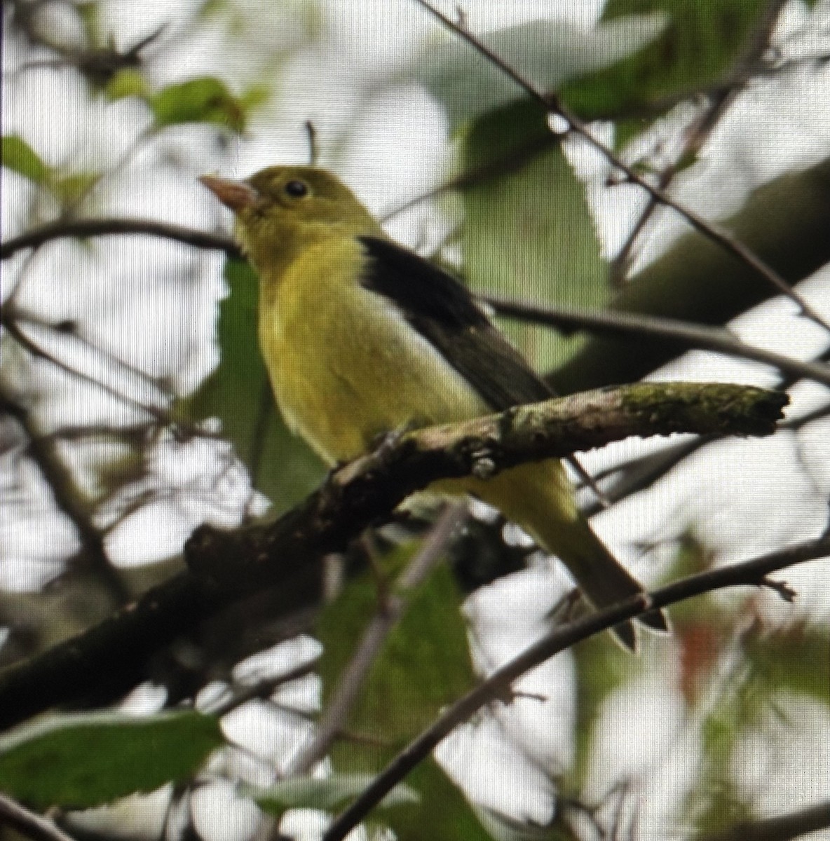 Scarlet Tanager - ML644320259