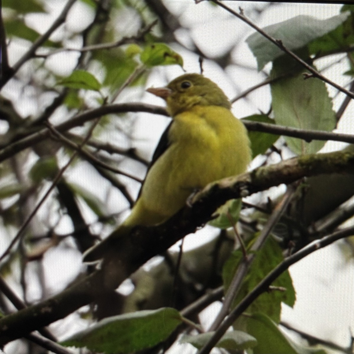 Scarlet Tanager - ML644320260