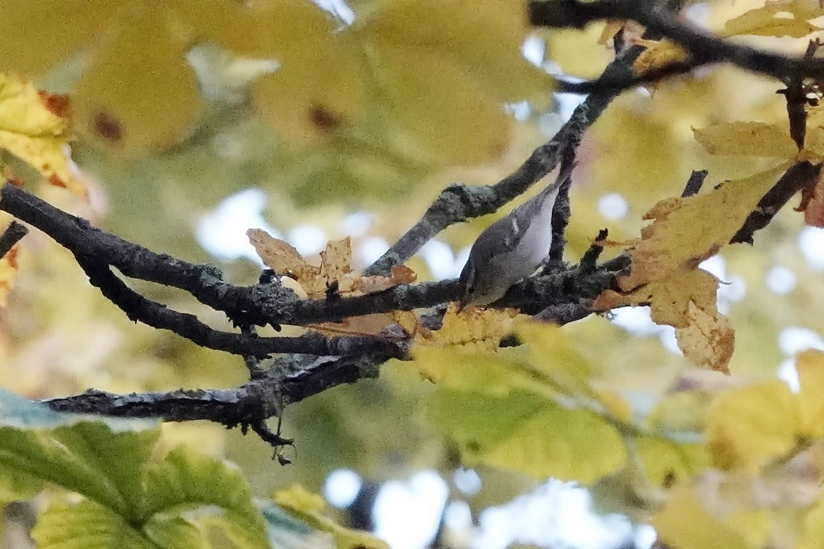 Hume's Warbler - ML644320265