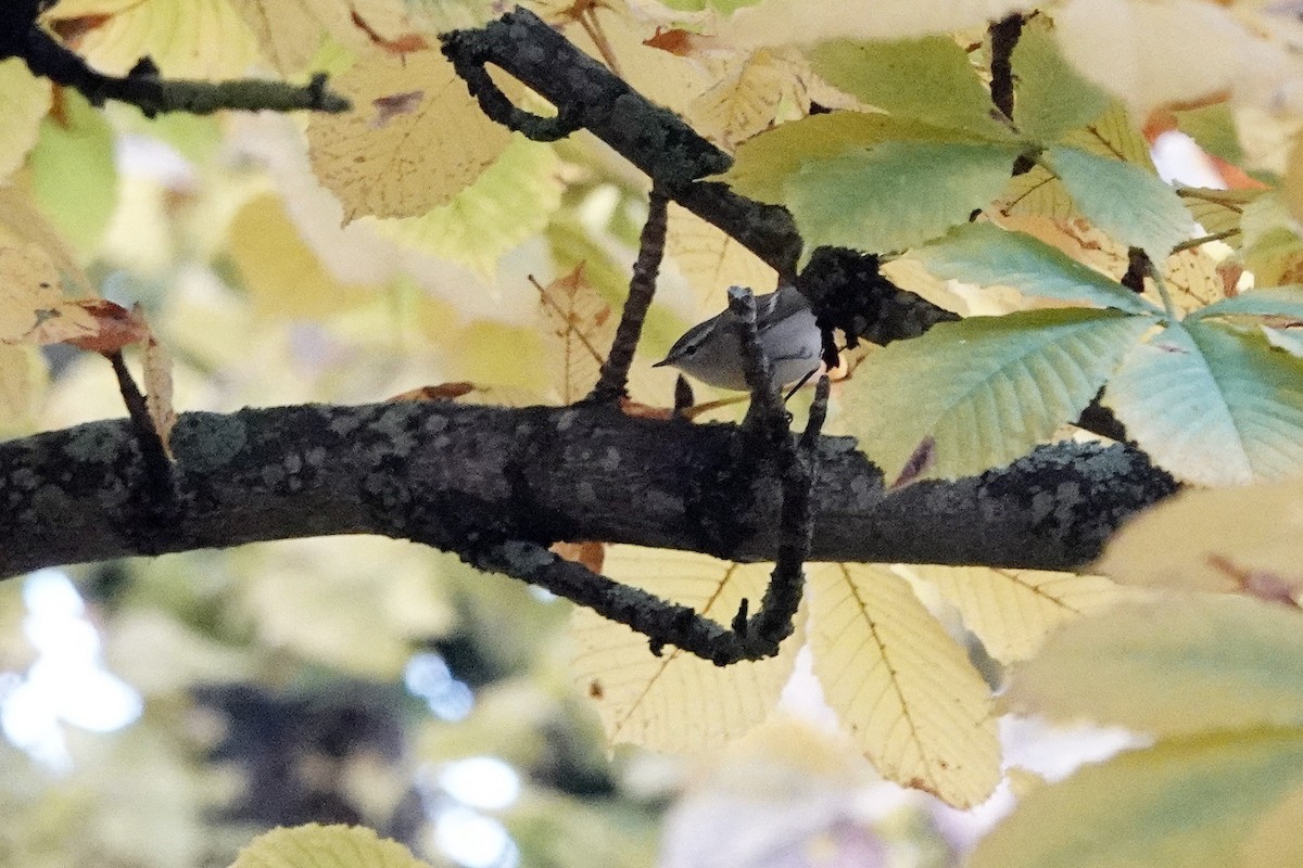 Hume's Warbler - ML644320267