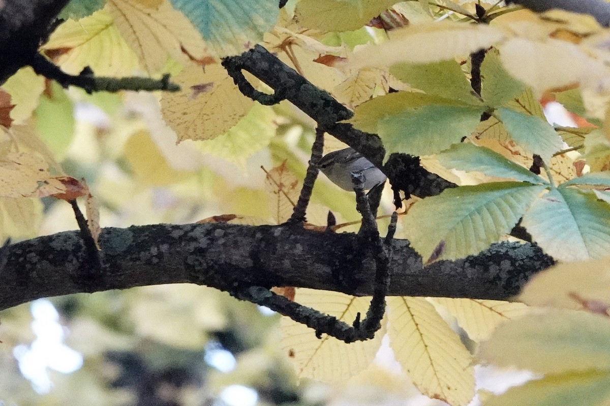 Hume's Warbler - ML644320268