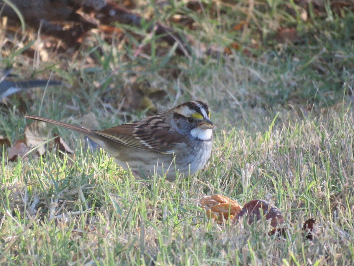 Weißkehlammer - ML644320274