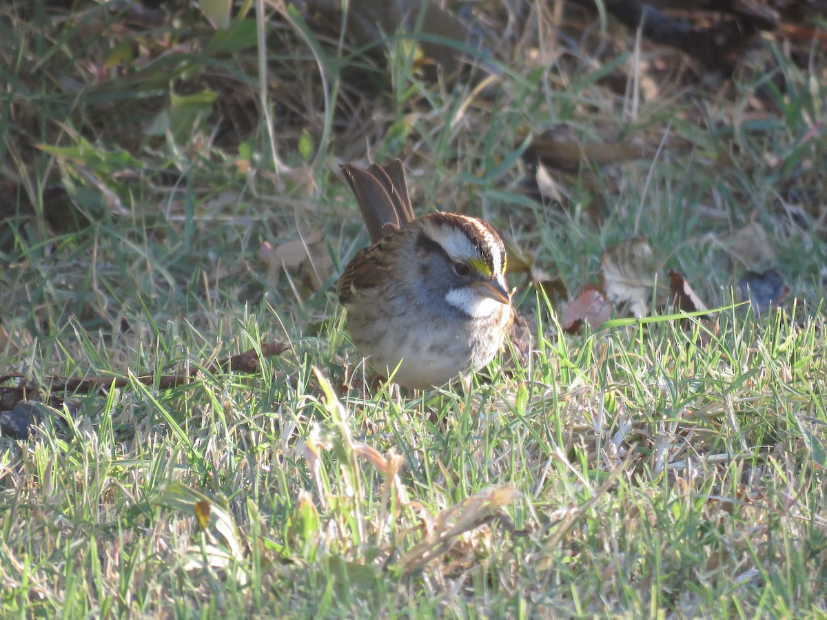 Weißkehlammer - ML644320275