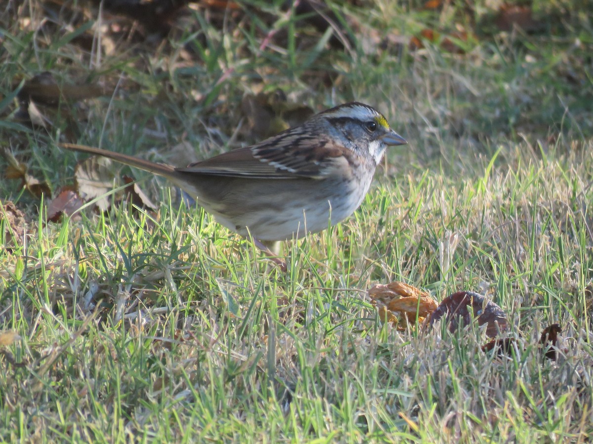 Weißkehlammer - ML644320276