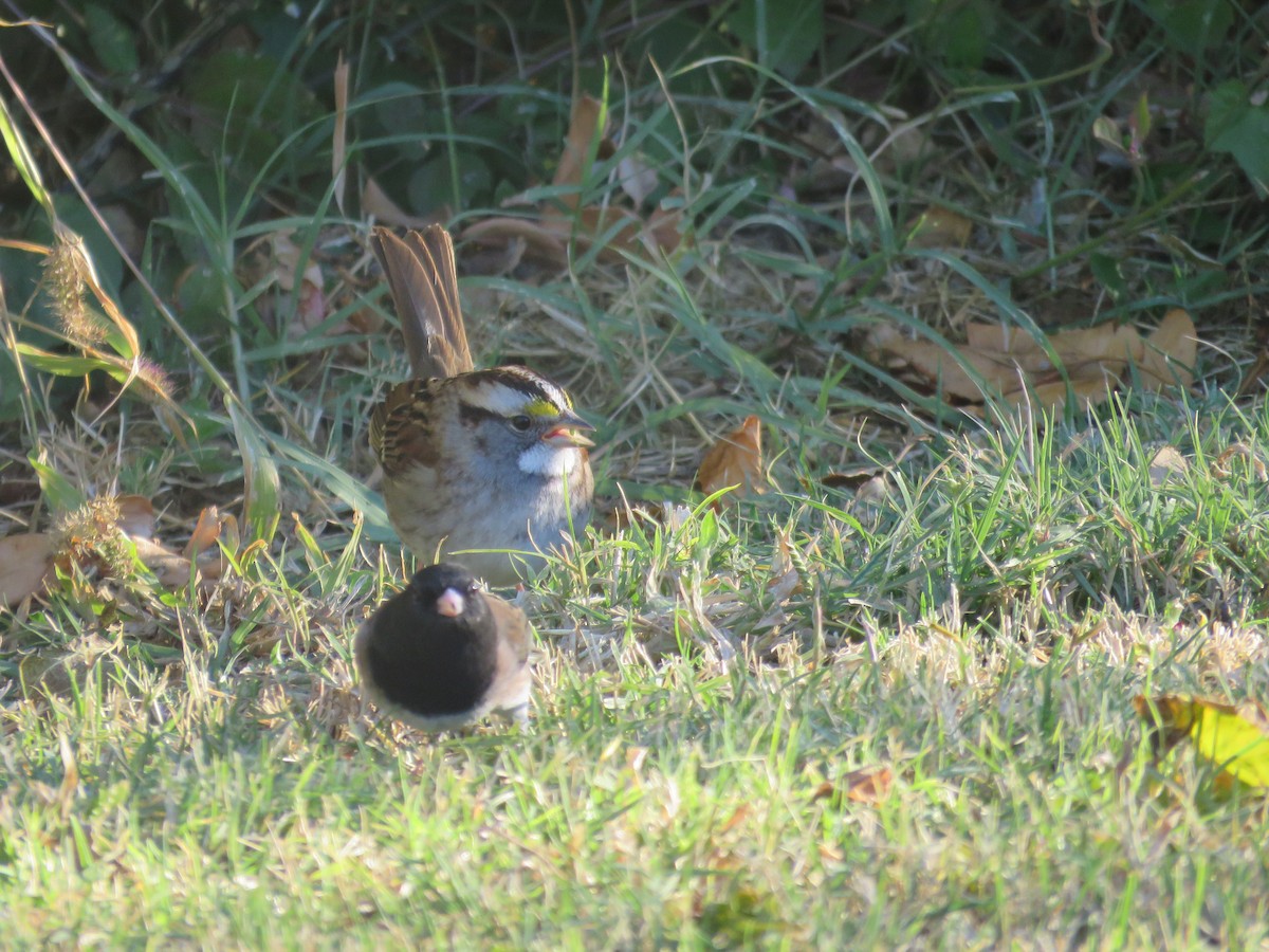 Weißkehlammer - ML644320277