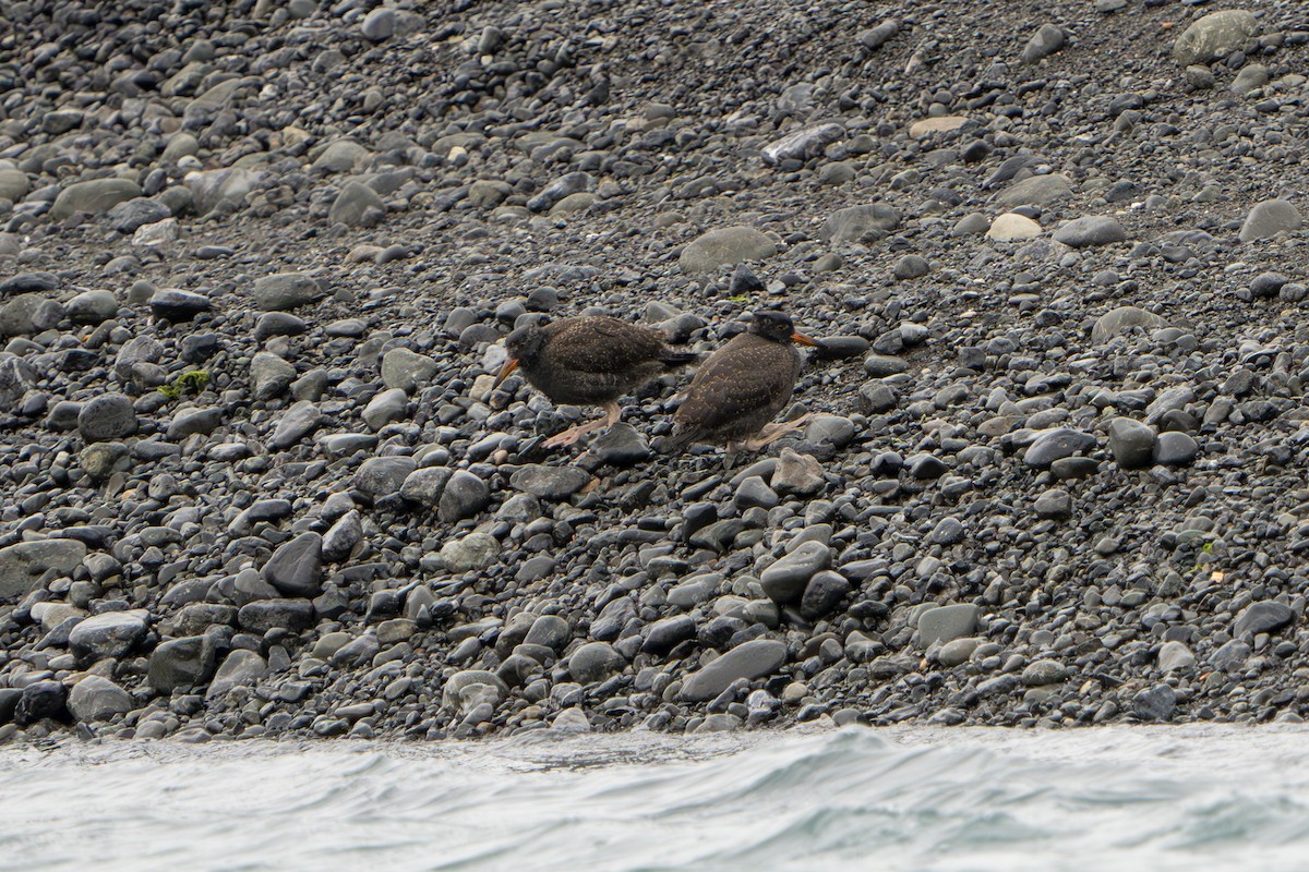 Black Oystercatcher - ML644320281