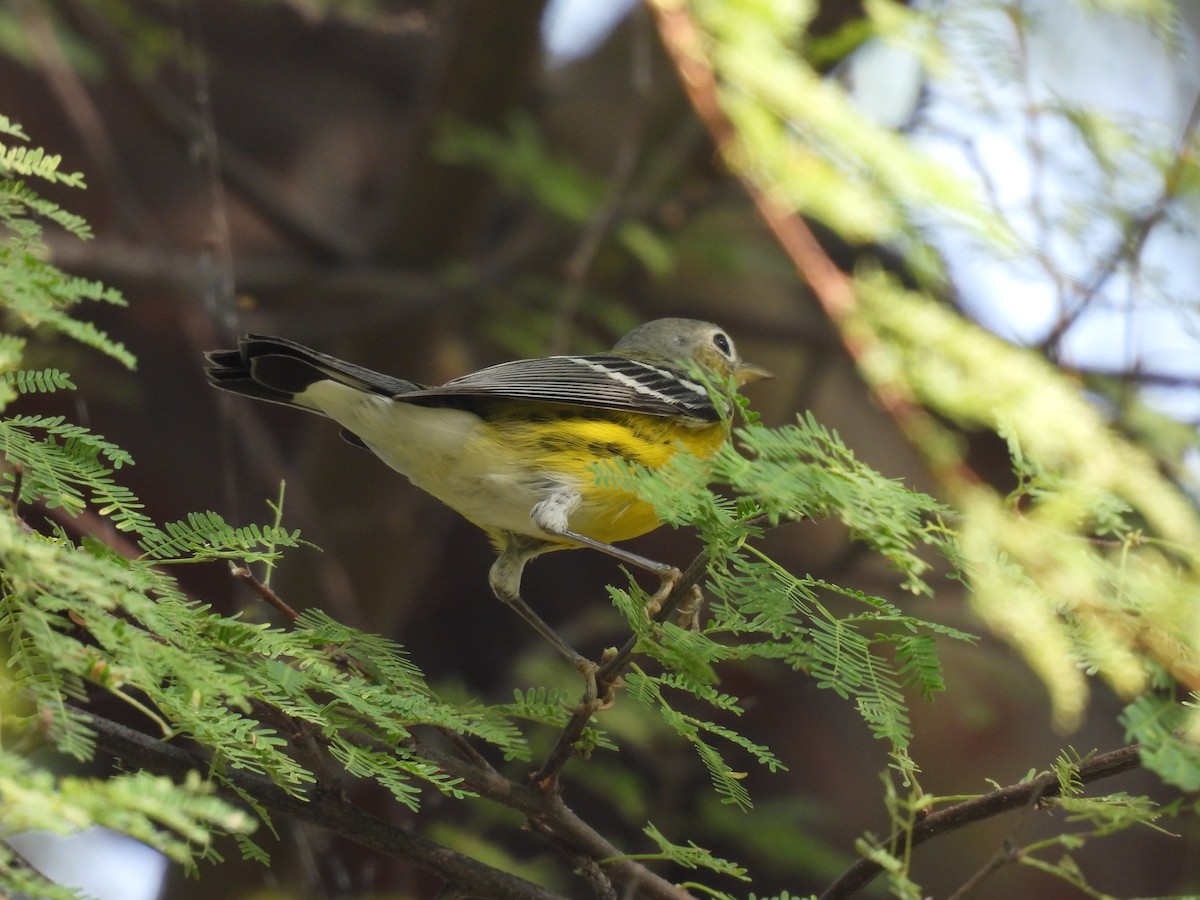 Magnolia Warbler - ML644320286