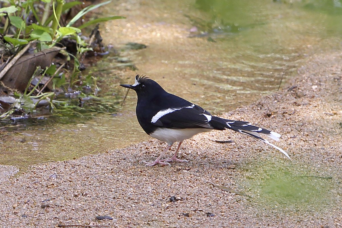 White-crowned Forktail (Northern) - ML644320291