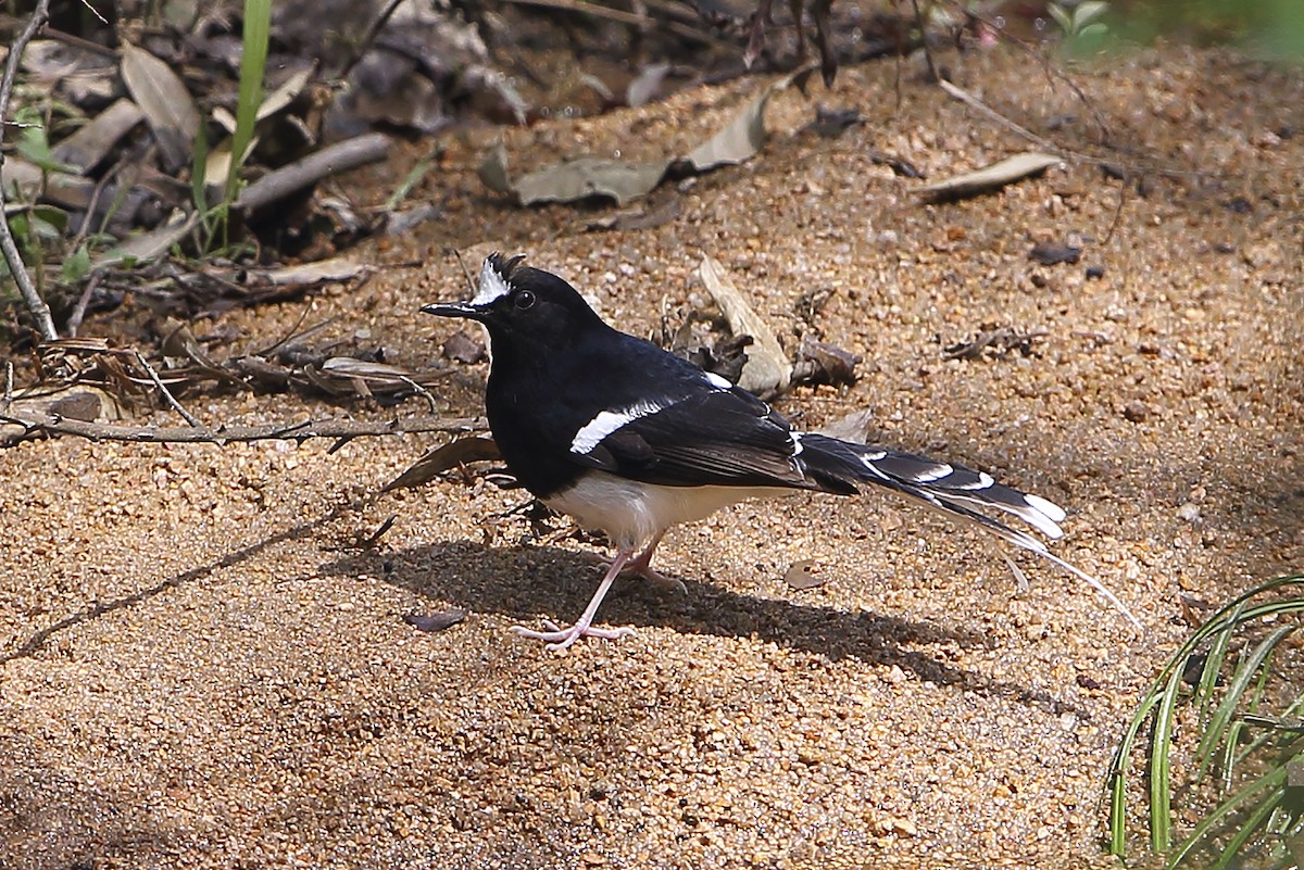 White-crowned Forktail (Northern) - ML644320292