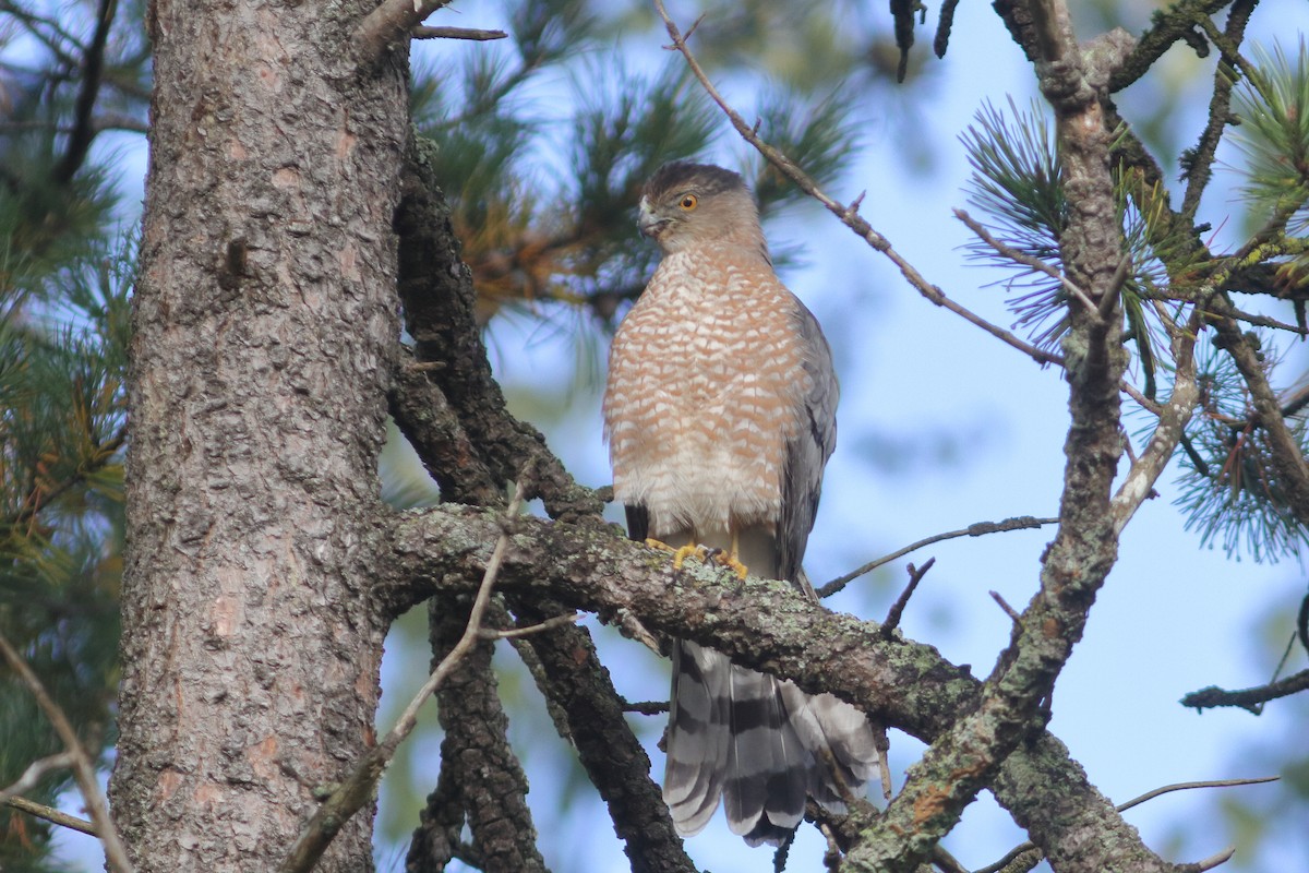 Cooper's Hawk - ML644320299