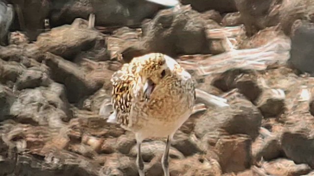 Pacific Golden-Plover - ML644320300