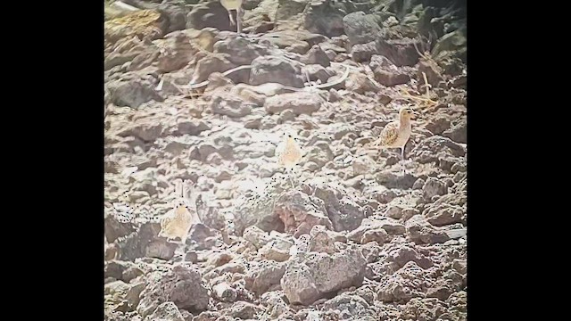 Pacific Golden-Plover - ML644320301