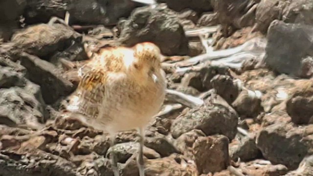 Pacific Golden-Plover - ML644320302