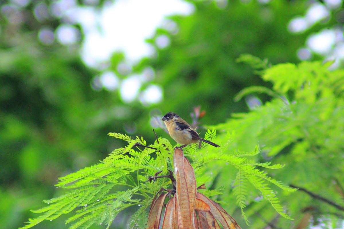 hvitkragefrøeter - ML644320304