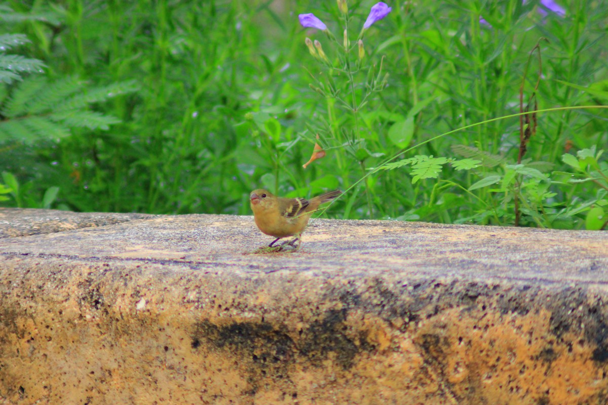 hvitkragefrøeter - ML644320305