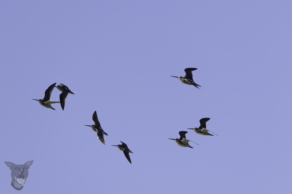 Хараалжин цууцил - ML644320306