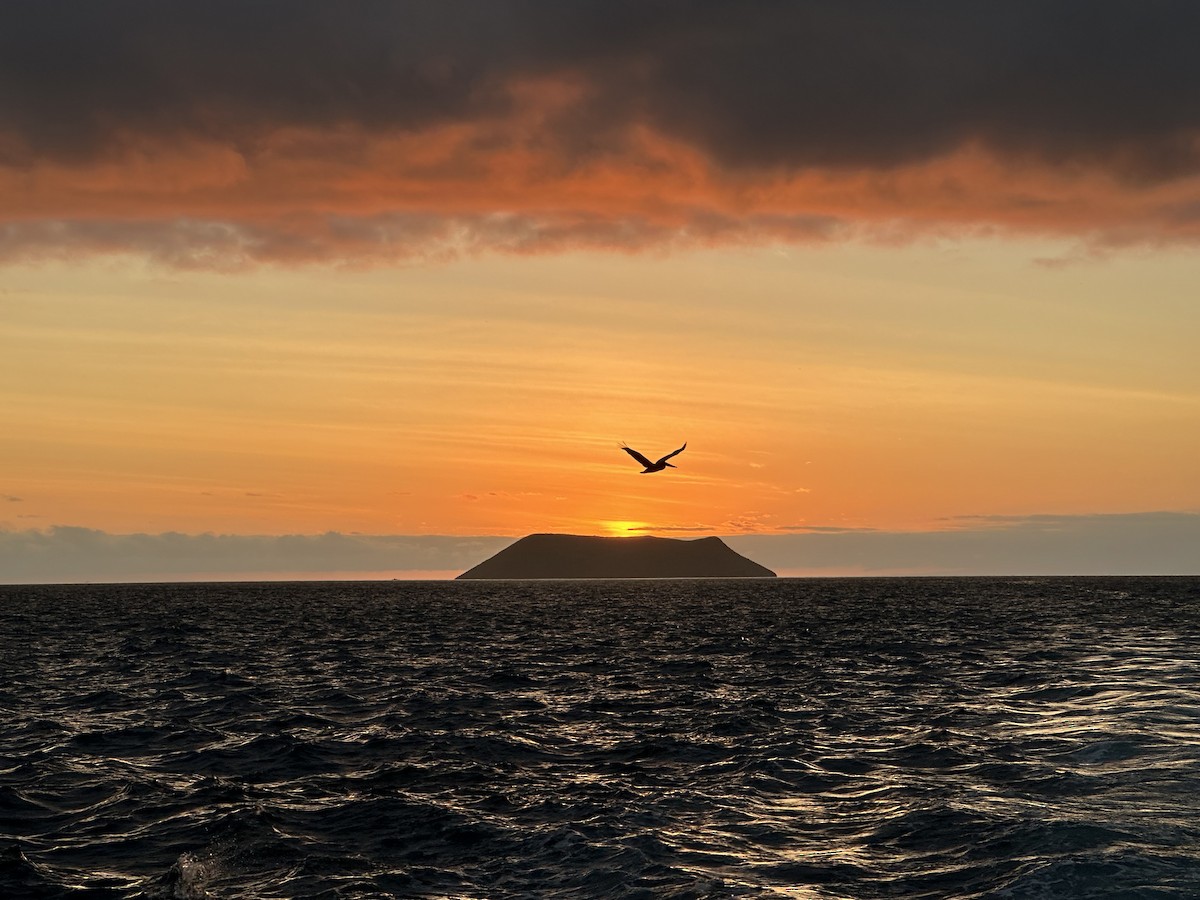 Brown Pelican - ML644320310