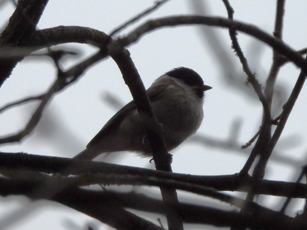 Mésange boréale - ML644320316