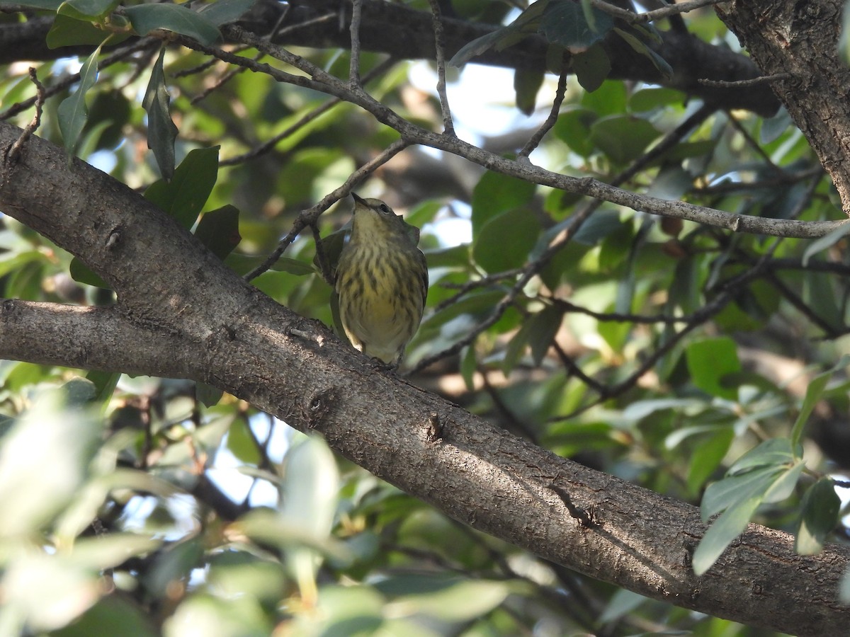 Cape May Warbler - ML644320326