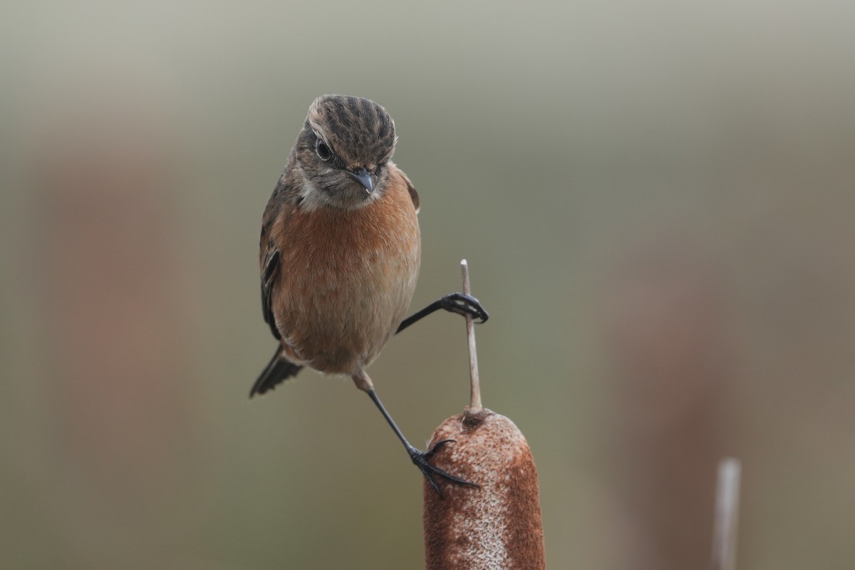 European Stonechat - ML644320333