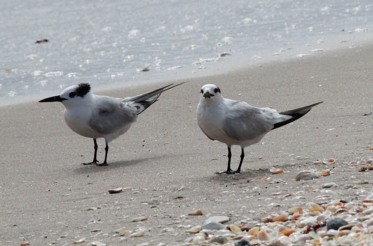 Kara Gagalı Sumru - ML644320335