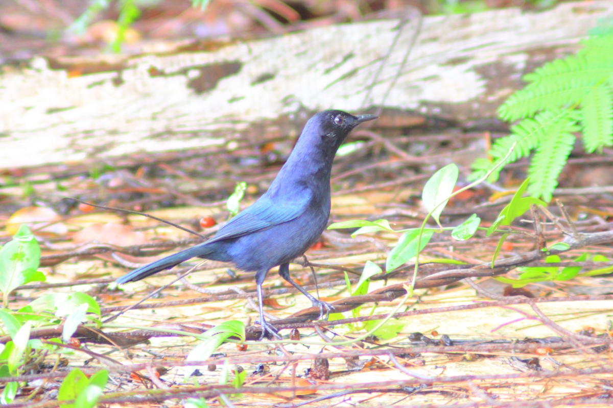 Black Catbird - ML644320337