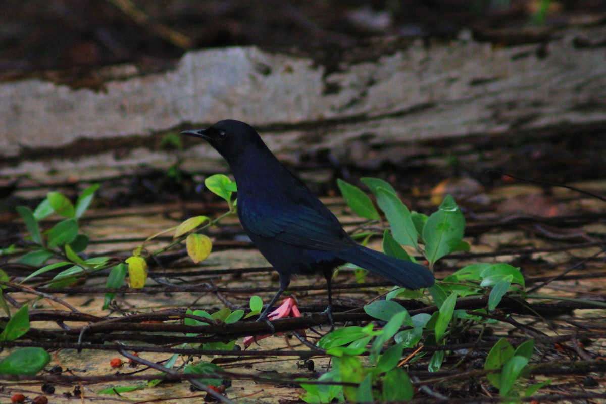 Black Catbird - ML644320338