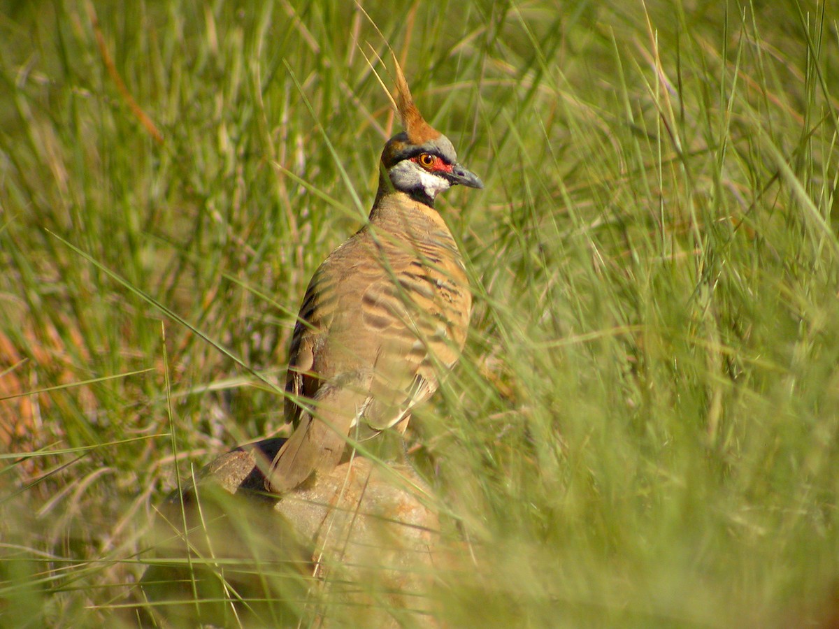 Rotschopftaube - ML644320350