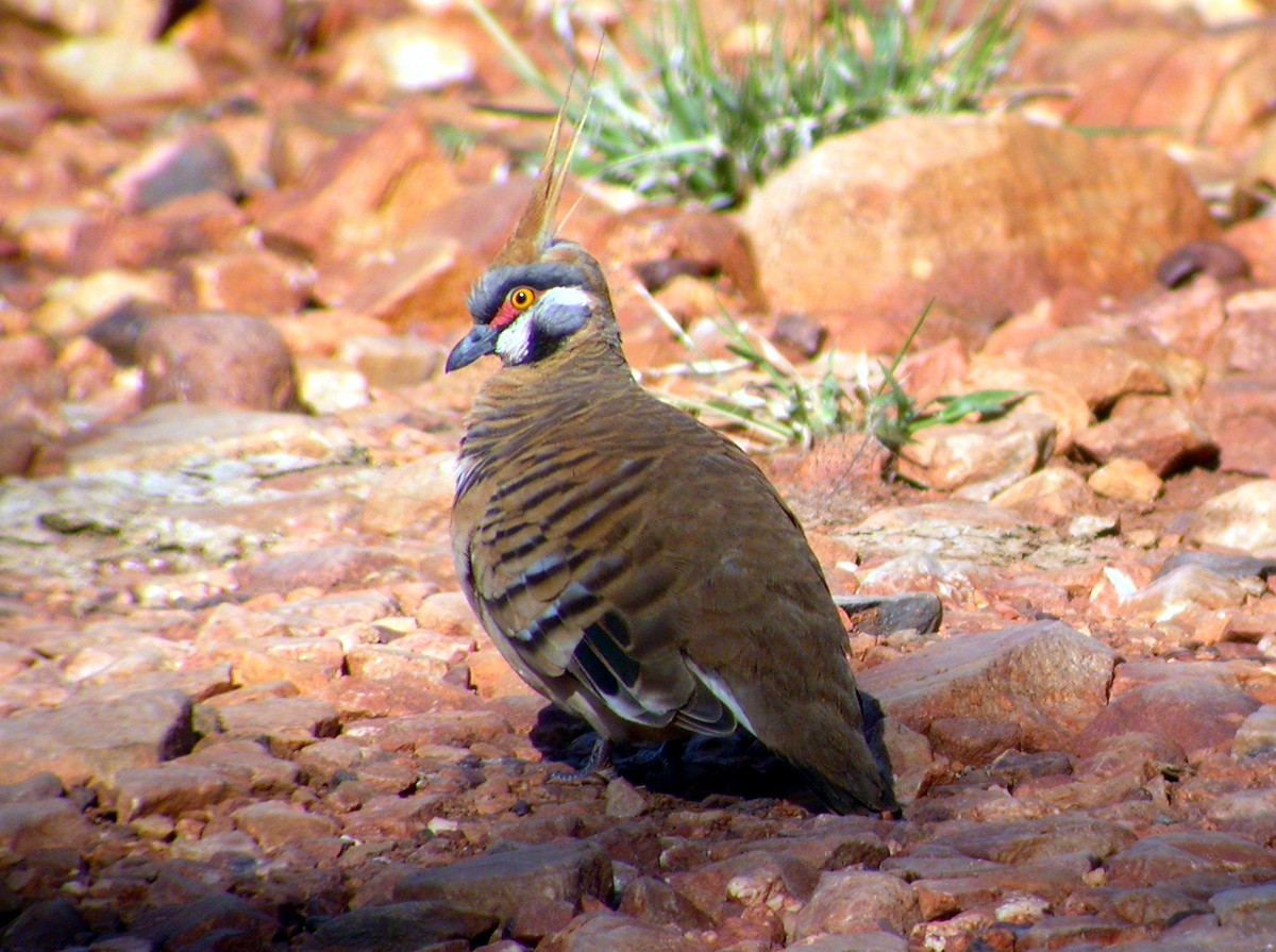 Rotschopftaube - ML644320351