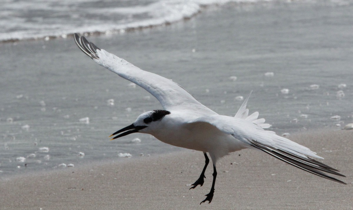 Kara Gagalı Sumru - ML644320361