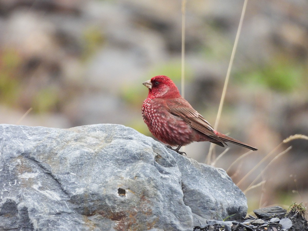 fjellrosenfink - ML644320362