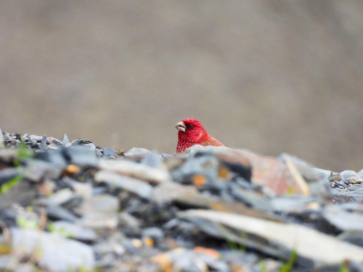 fjellrosenfink - ML644320377