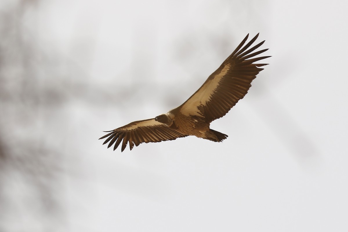 Buitre Dorsiblanco Africano - ML644320378