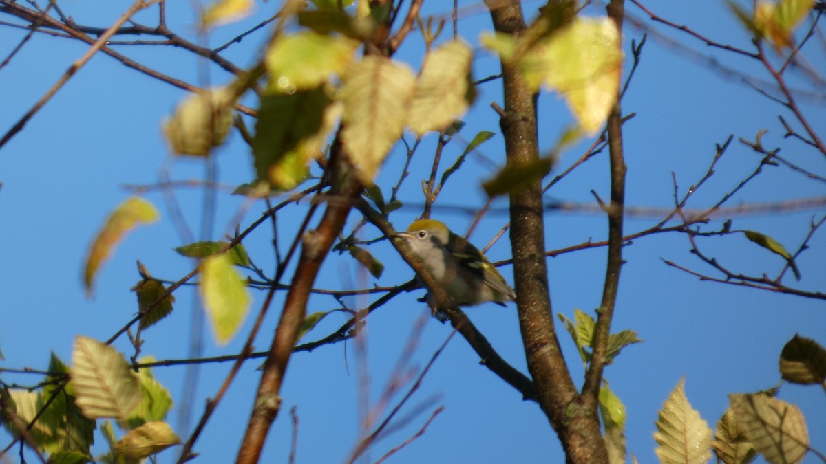 Gelbscheitel-Waldsänger - ML644320379