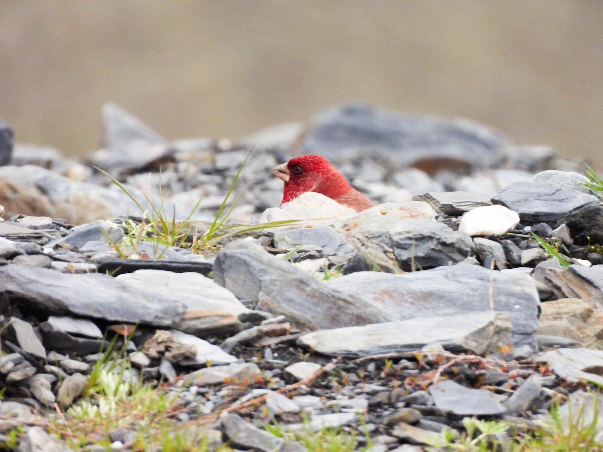 fjellrosenfink - ML644320381