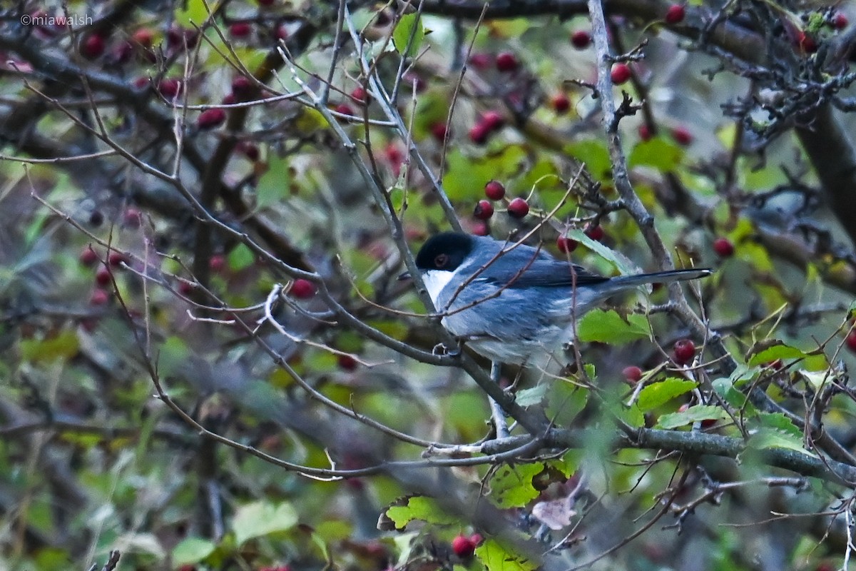 Sardinian Warbler - ML644320384