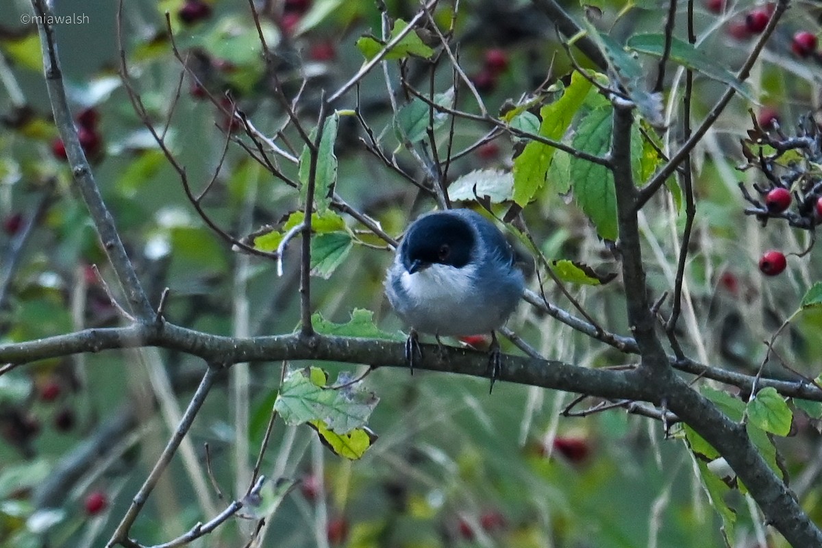 Sardinian Warbler - ML644320385