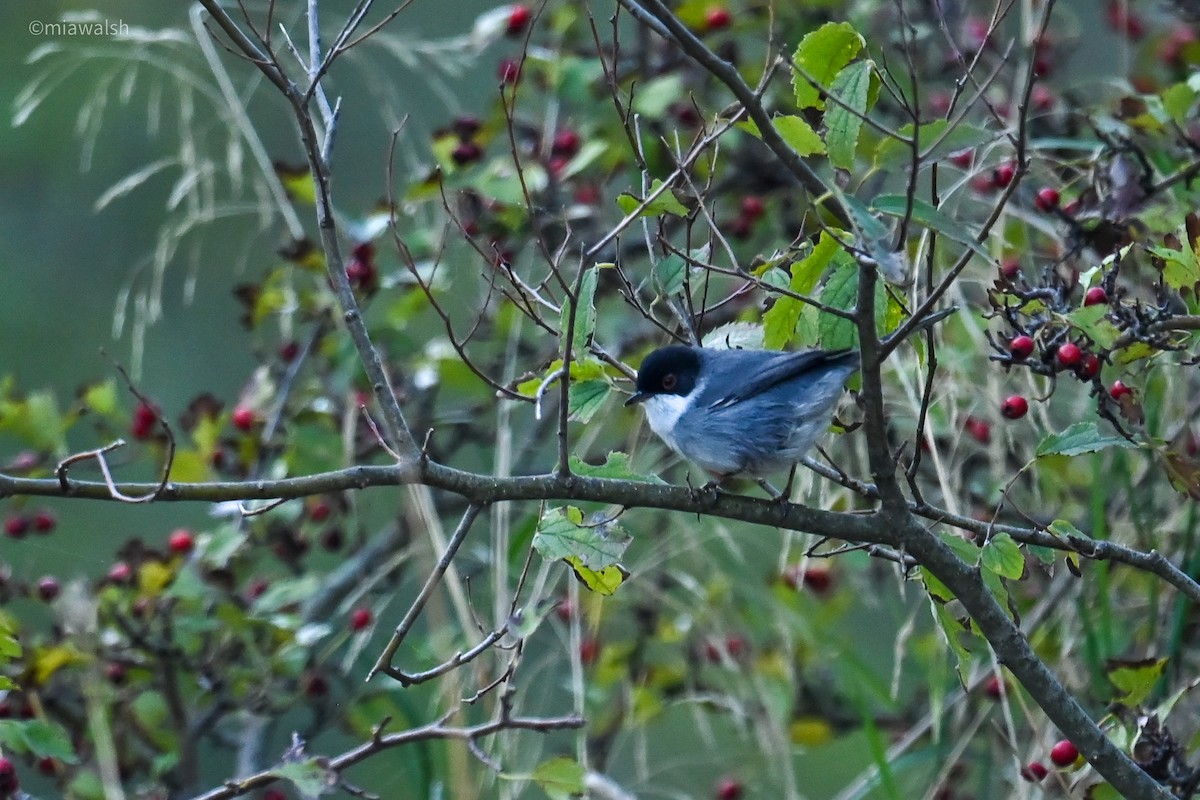 Sardinian Warbler - ML644320386