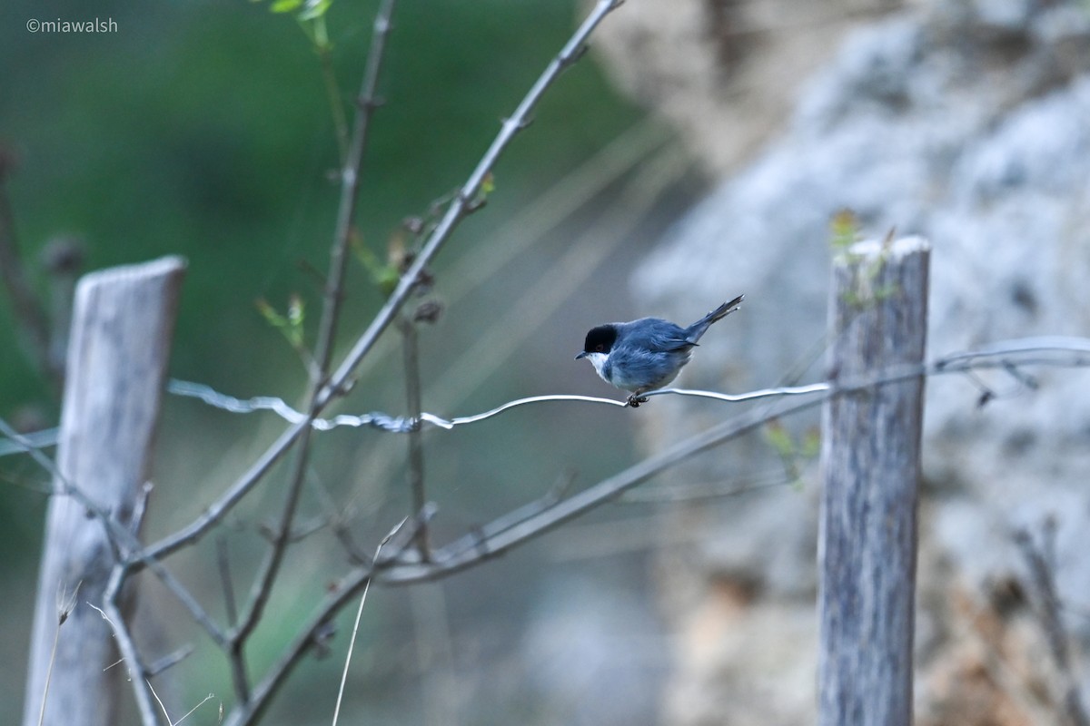Sardinian Warbler - ML644320387