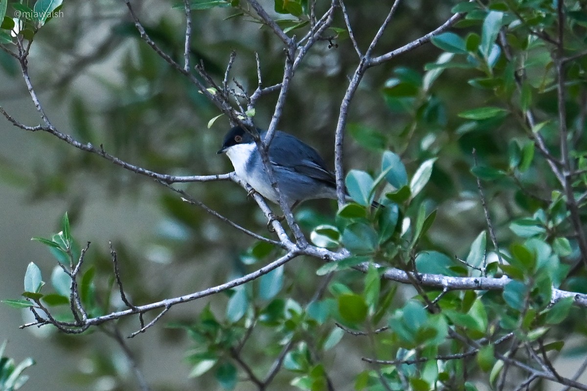 Sardinian Warbler - ML644320390