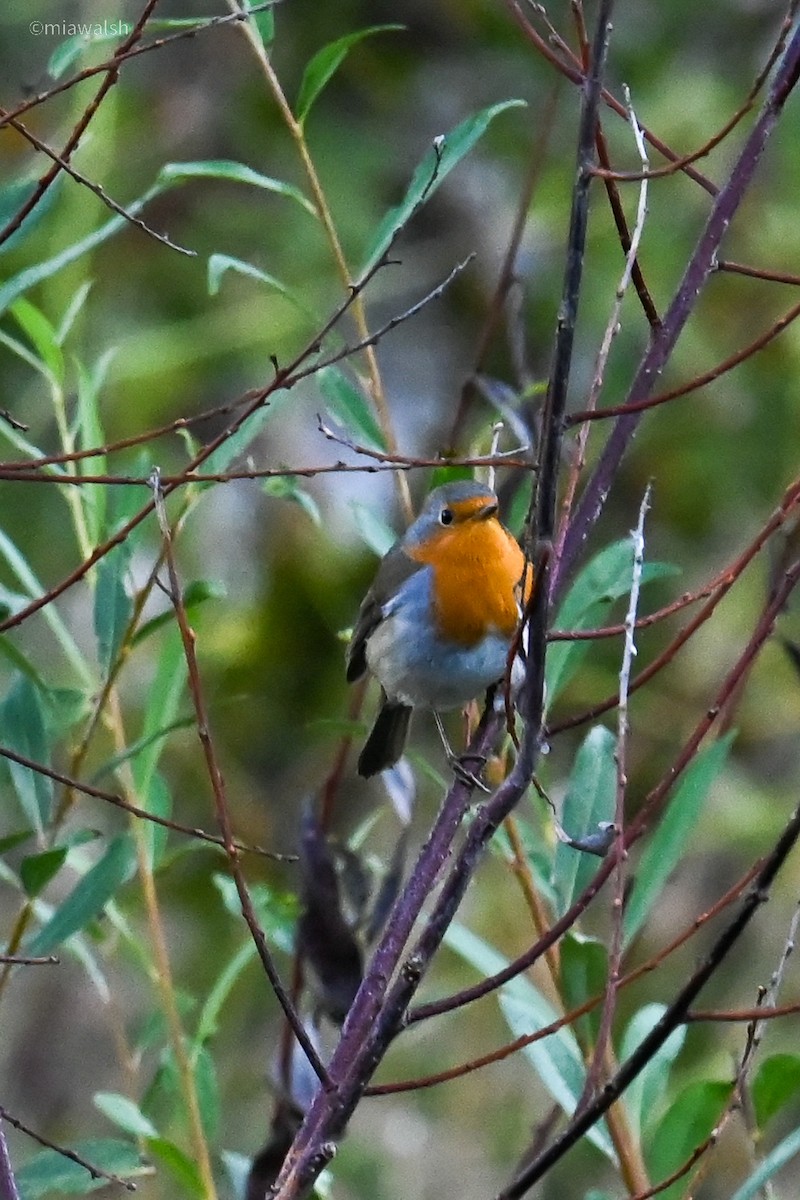 European Robin - ML644320393
